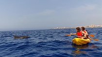 Kayak Safari with Dolphin and Turtle Watching in Guaza