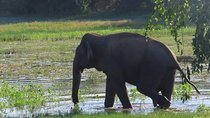Udawalawe National Park Safari trip from Galle/Mirissa/Ella