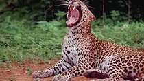 Yala Full Day Private Tour and Safari from Colombo or Negombo