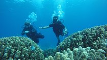 Shore Discover SCUBA Diving/Introductory Diving - One Dive