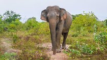 All Inclusive Udawalawa National Park Day Tour From Negombo