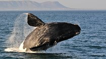 From Cape Town: Full Day Guided Hermanus and Whale Tour