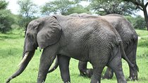 5 DAYS BUDGET SAFARI ( Tarangire, Ngorongoro Crater & Serengeti National parks)
