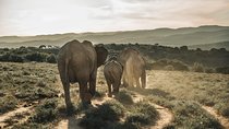 Addo Elephant National Park All Inclusive Full-Day Safari