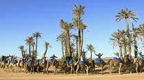 Camel Ride in Palm Groves of Marrakech