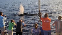 Sunset Cruise with the Whales from Anaeho'omalu Bay