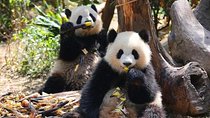 Private Chengdu Panda Base and Sichuan Cuisine Museum Day Tour