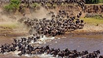 Private 11-Day Tanzania Great Migration Safari from Entebbe