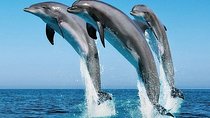 1 Day Wasini Dolphin Tour 