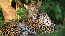 Wilpattu Half Day Safari from Kandy