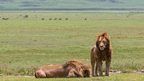 4-day Tanzania Safari