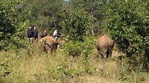 Walking Safari in Mosi-Oa-Tunya National Park from Livingstone