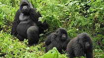 1-Day Gorilla Tracking at Volcanoes from Kigali