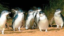 Phillip Island Penguin and wildlife Tour