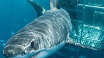 Cape Town 3 Day Attraction Tours: Shark Diving & Cape Peninsula & Wine Tasting