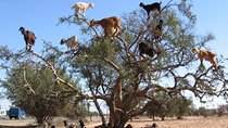 Tree-climbing Goats experience in Agadir