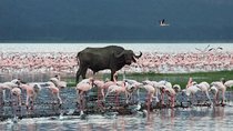 Full-Day Lake Nakuru National Park Guided Tour from Nairobi