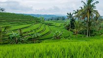 Jatiluwih Rice Terrace - World Culture Heritage from UNESCO Tour