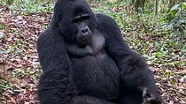 1 Day Gorilla Trekking Uganda