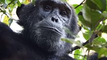 08 days Classic Uganda Primate Tour 