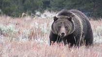 Yellowstone & Grand Teton National Parks - Ultimate Wildlife Safari