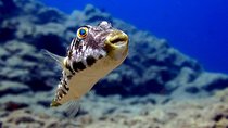 RECREATIONAL DIVE (certified divers only) : Explore Canarian Sealife 