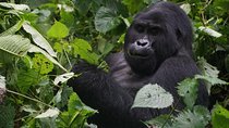 2 Days Gorilla Trekking Uganda