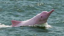 Pink Dolphin & Pig Island with Snorkeling Full Day Experience