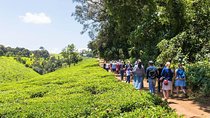 Full-Day Kiambethu Tea Farm Tour From Nairobi with Lunch