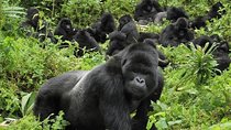 3 Nights of Mountain Gorillas in the Misty Bwindi Uganda
