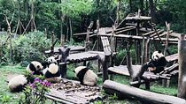 Chengdu Impression of Lovely Pandas and Giant Buddha