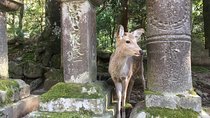 Full-Day Private Guided Tour to Nara Temples