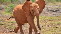 Nairobi Airport Layover to Giraffe Center & Elephant Orphanage