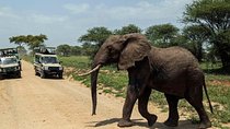 Day Tour To Amboseli National Park From Nairobi