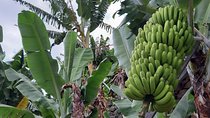 Private Tour of Banana Farm from Funchal