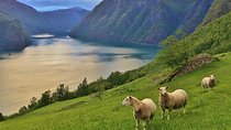 ALL ELECTRIC: Emission free tour to the World Heritage Fjords, 13 hours