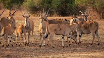 3 DAYS SELOUS SAFARI From Dar es salaam by Car, Flight Zanzibar