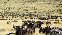 Private 6-Day Wildebeest Migration Safari + Hazdabe Lake Eyasi