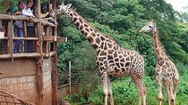 Giraffe Center Half-Day Guided Tour from Nairobi