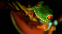 Amazing Red-Eyed Frog Night Walk La Fortuna