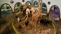 Half-Day Guided Tour to Nairobi National Museum and Snake Park