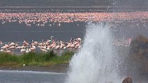 2-Day Flamingo Tour to Lakes Bogoria and Nakuru from Nairobi