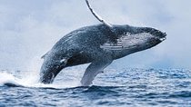 Whale Watching Boat Trip in Hermanus (between June to November)