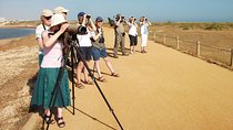 Half-day birdwatching at Alvor dunes