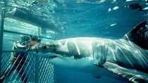 Full-Day Shark Cage Diving Tour in Gansbaai