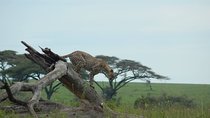 7 Days Mid-Range Lodge Safari To Lake Manyara, Serengeti, Ngorongoro & Tarangire