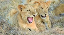 5 Days Luxury Lodge Safari To Lake Manyara / Tarangire, Serengeti & Ngorongoro.