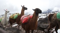 Lares Trek and Short Inca Trail to Machu Picchu 5D/4N