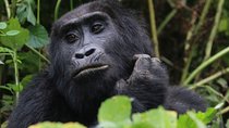 3 days gorilla tracking in Uganda