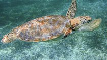 Marine Turtle Snorkeling Private Tour